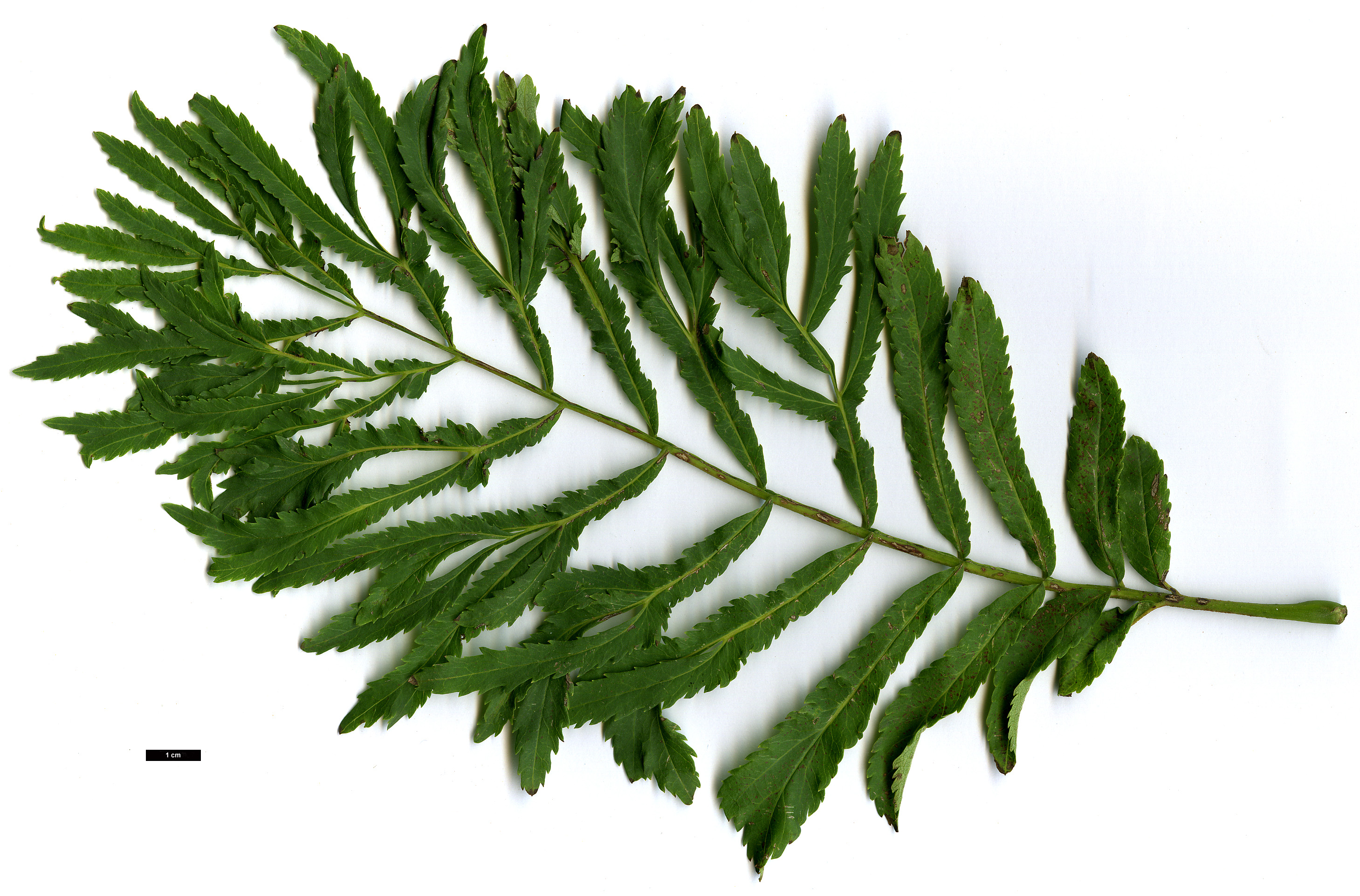 High resolution image: Family: Juglandaceae - Genus: Pterocarya - Taxon: stenoptera - SpeciesSub: 'Fern Leaf'